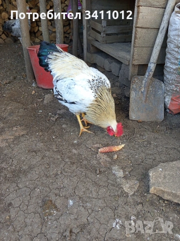 Продавам петли, снимка 2 - Кокошки и пуйки - 53447541