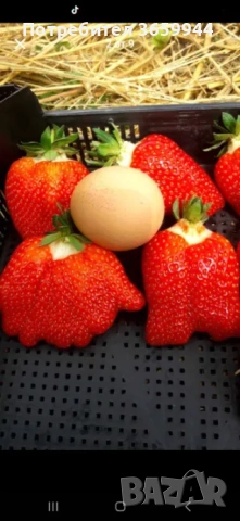 🌱 Качествен Разсад Ягоди и Малини – Директно от Производител!, снимка 10 - Градински цветя и растения - 53638416