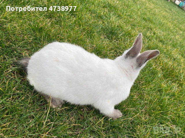 Зайци, снимка 6 - Други - 53782713