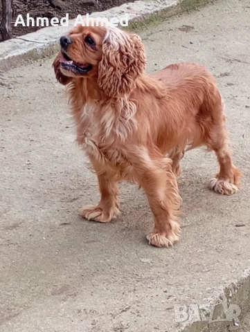 Американски кокер шпаньол 