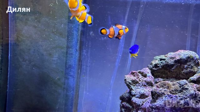 Clownfish (Amphiprion ocellaris ) - Риба Клоун, снимка 2 - Рибки - 46271341