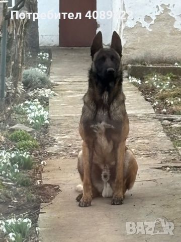 Малиноа ( Malinois) мъжки за разплод , снимка 4 - Белгийска овчарка - 45609109