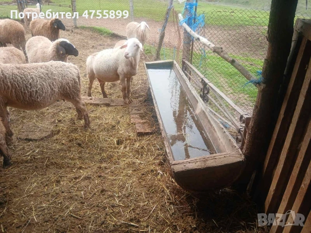 Продавам бременни овце , снимка 8 - Овце - 53721374