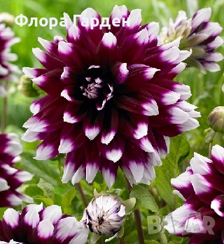 ДАЛИЯ - Глудки/ ПРЕДВАРИТЕЛНИ ПОРЪЧКИ, снимка 6 - Сортови семена и луковици - 44793217