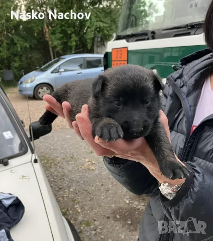 МАЛИНОА - белгийска овчарка, снимка 7 - Белгийска овчарка - 46867336