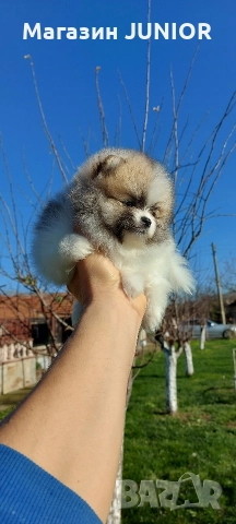 мини момче, снимка 2 - Померан - 52743521
