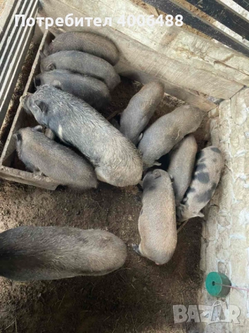 Виетнамски прасета, снимка 2 - Прасета - 53764022