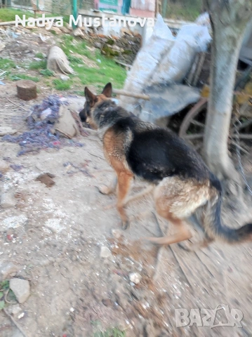 Продавам куче немска овчарка . , снимка 5 - Немска овчарка - 54161146