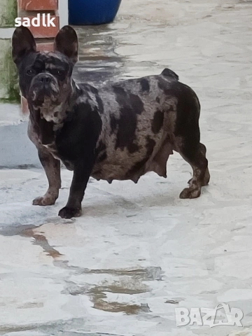 френски булдог , снимка 6 - Френски булдог - 54004406