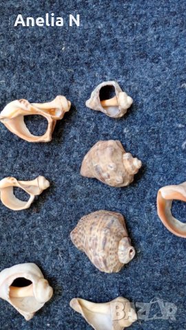 Черупки от стриди, снимка 14 - Морски сувенири - 48439581