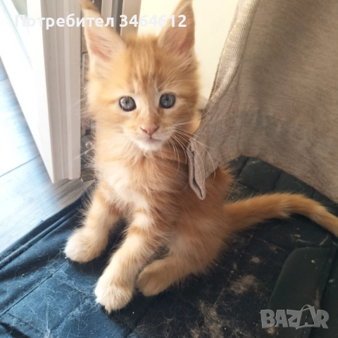 Мейн куун, снимка 3 - Мейн кун - 52592928