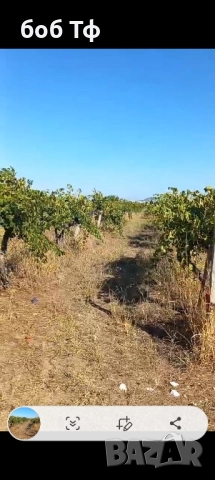 давам под наем лозе 5 дка рубин село Белащица, снимка 2 - Земеделска земя - 52526471