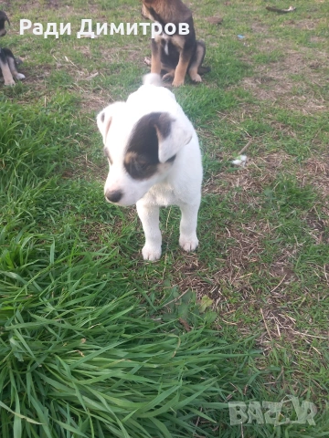 ПОДАРЯВАМ КУЧЕНЦА, снимка 5 - Други - 54158083