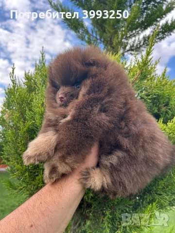 Мини померан момиче, снимка 6 - Померан - 48770049