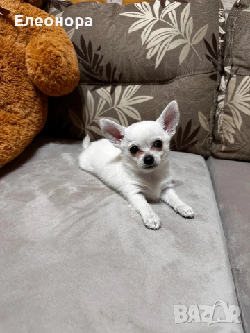 Миниатюрно Чихуахуа Момченце  , снимка 3 - Чихуахуа - 52958115