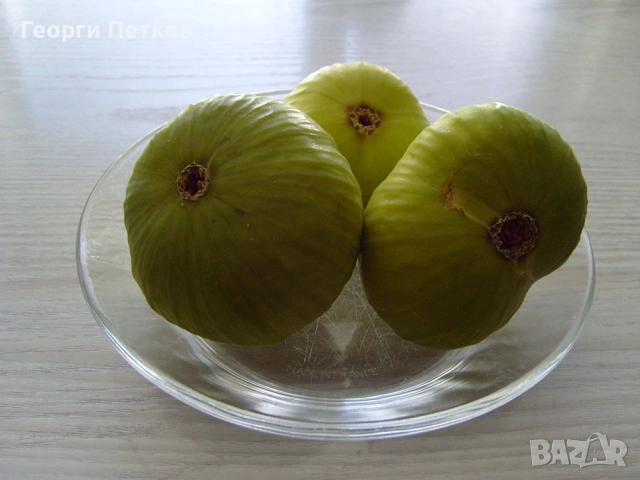 Бяла смокиня с височина 50-60 см., снимка 4 - Градински цветя и растения - 52731293