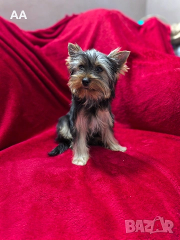 Йоркширски териер, момче, снимка 2 - Йоркширски териер - 53323190