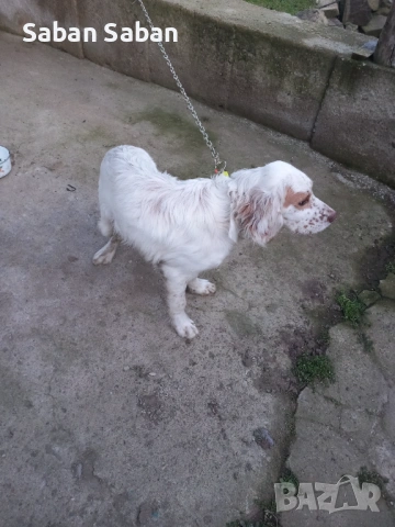 Кучето е на 5 месеца с всички ваксини и обезпаразитявания от работещи родители   