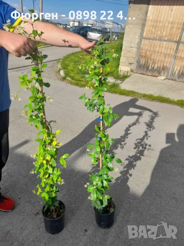 Жасмин вечно зелен Ароматен Налични 4 вида , снимка 7 - Разсади - 44925163