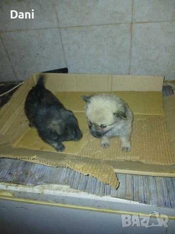 Mini wpicove, снимка 11 - Шпиц - 53598502