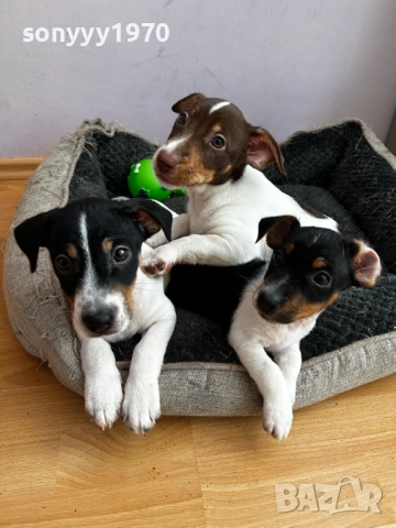 ДЖАК РЪСЕЛ ЖЕНСКО НА 2 МЕСЕЦА 2810251946