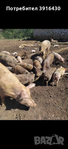 Прасета , снимка 2 - Прасета - 52355039