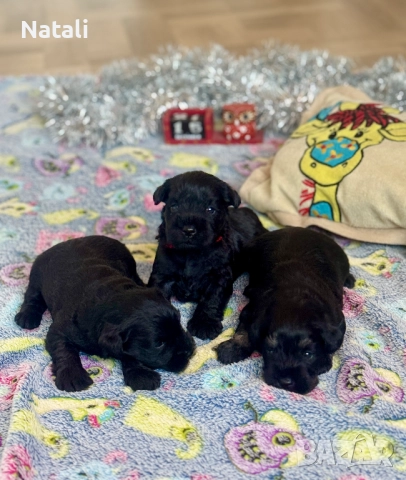 🐶 Малки съкровища търсят своя дом 🐾, снимка 5 - Други - 52828955