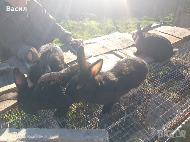 Зайци домашни , снимка 15 - Други животни - 51395663