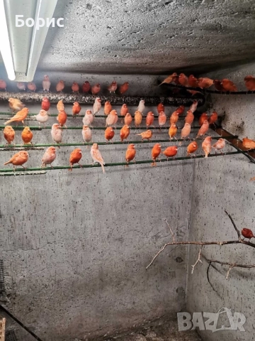 Канарчета, снимка 3 - Канари - 51747549