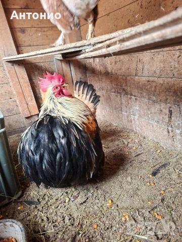 Петле мини кохин , снимка 2 - Кокошки и пуйки - 53285036