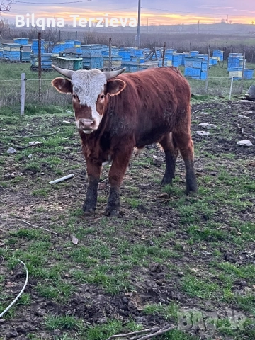 Продавам телета, снимка 6 - Крави - 52553918