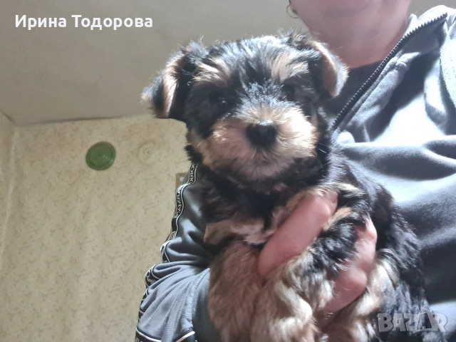 Сладури , снимка 2 - Йоркширски териер - 53770240