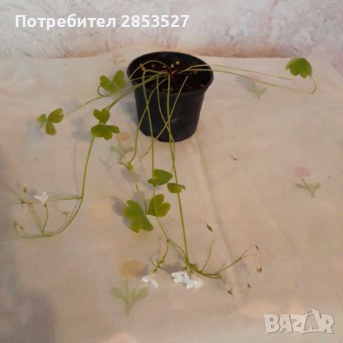 Оксалис /Детелина Комплект бяла и розова, снимка 8 - Градински цветя и растения - 46240392