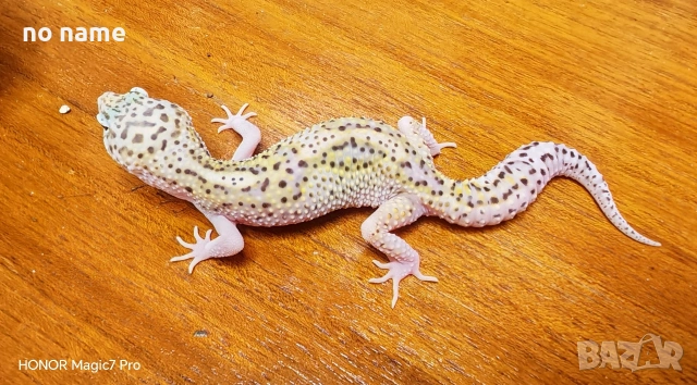 Леопардови гекони Diablo Blanco (Eublepharis macularius) , снимка 7 - Гекон - 52153005