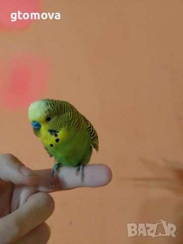 Вълнисти папагали, снимка 1 - Папагали - 46073570