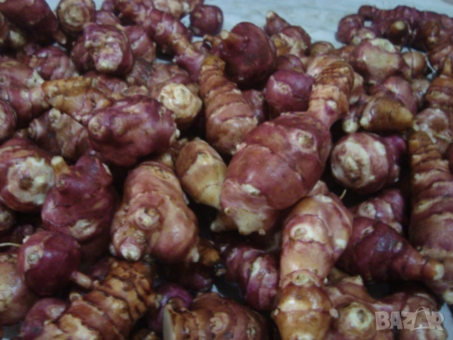 Земна ябълка, Гулия (Helianthus tuberosus), снимка 2 - Сортови семена и луковици - 52412619