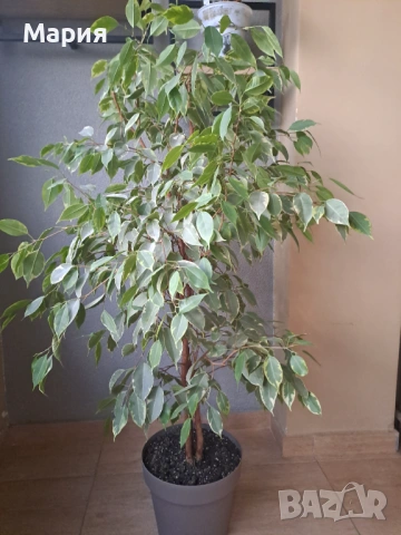 Фикус Бенджамин с височина 130см, снимка 2 - Стайни растения - 53477137