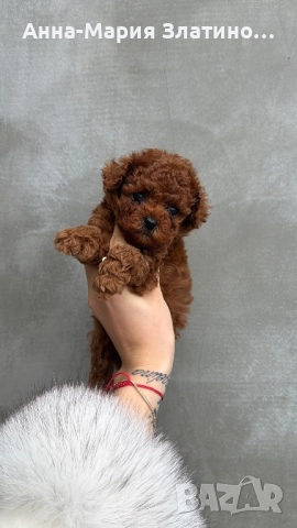 Той пудел ред браун , снимка 13 - Други - 52886172