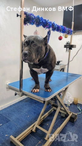 Американско були , снимка 5 - Американски стафордширски териер - 53535322