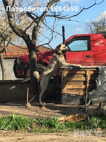 ТУРСКИ КАНГАЛ Доставка , снимка 6 - Кангал - 53747632