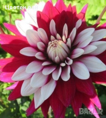 Грудки на няколко цвята далии , снимка 5 - Градински цветя и растения - 52506160