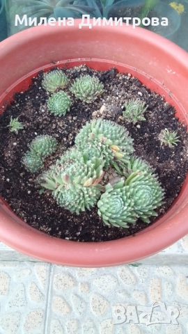 Семпервивум - дебелец различни сортове , снимка 6 - Градински цветя и растения - 52001936