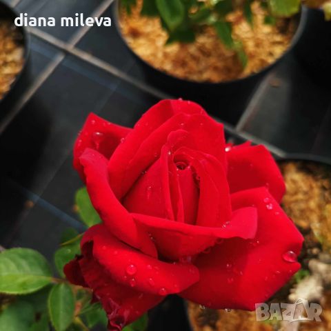 Роза "La Sevillana" (Rose La Sevillana), снимка 4 - Градински цветя и растения - 46073618