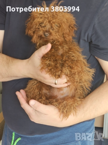 Червен тйи къп / той пудел момиченце на 6 месеца. , снимка 2 - Пудели - 52935214