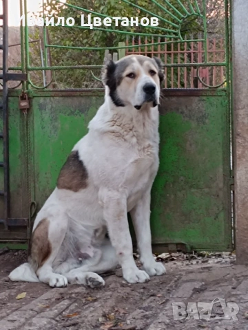 Алабай, снимка 4 - Алабай - 53419286