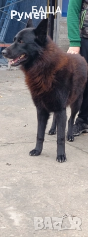 Черна немска овчарка , снимка 9 - Немска овчарка - 52933275
