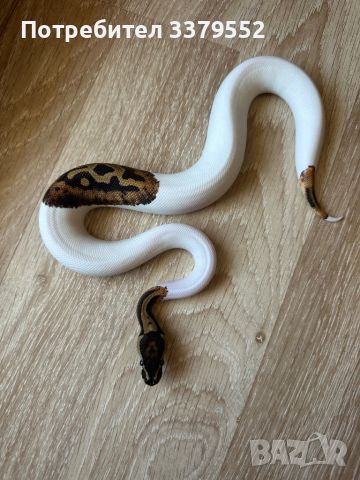 Кралски Питон , снимка 3 - Змии - 44941255