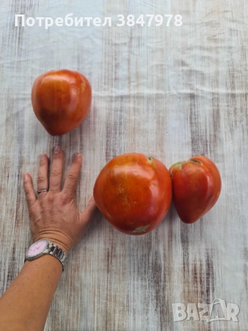 Разсад домат "Биволско сърце", снимка 3 - Градински цветя и растения - 53735749