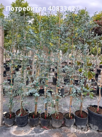 Евкалипт Студоустойчив , снимка 5 - Градински цветя и растения - 50375451