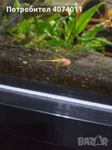 воален анцитрус 